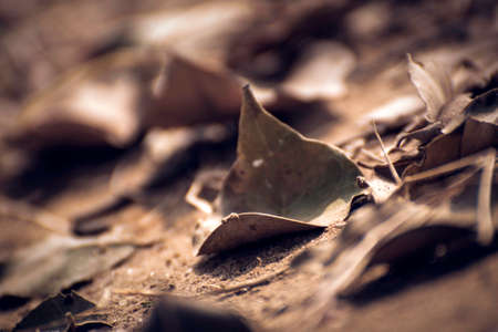 Dry leaves on the ground, there are dry leaves falling from the tree