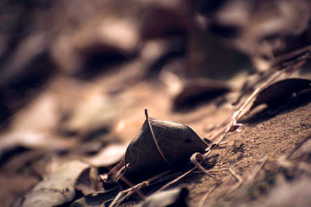 Dry leaves on the ground, there are dry leaves falling from the tree