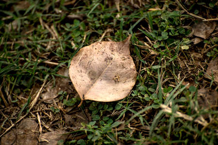 Cricket pitch texture background of soil favorite for fast bowler