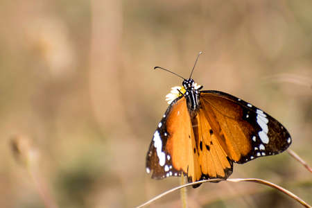 Butterfly sucking honey from flower against blurred background