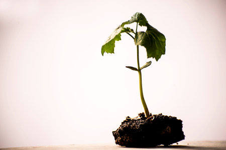 Green sprout is growing from soil isolated on white backgroundの写真素材