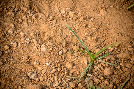 Plant growing out from fertile land. Growing young green seedling sprout in cultivated agricultural farm field.の写真素材