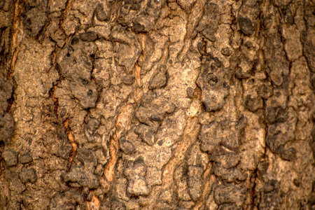 Close up of bark of tree texture wooden background. Tree trunk texture background.の写真素材