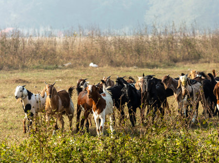 Goat is eating and grazing grass.