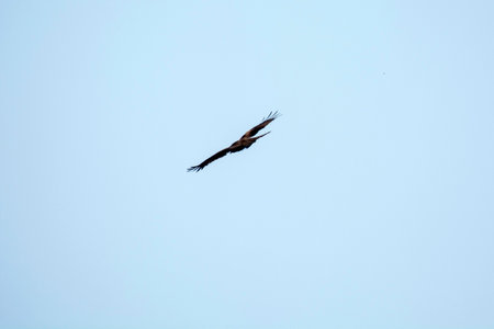 Black kite flying in the blue skyの写真素材