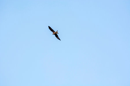 Red kite flying in the blue sky, closeup of photoの写真素材
