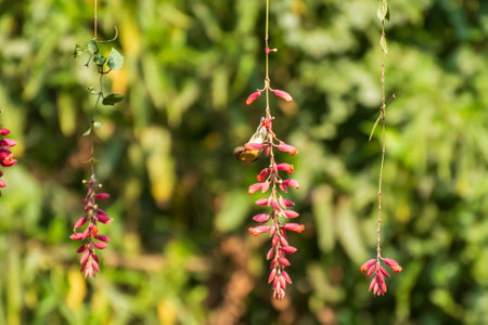 Sunbird is sucking honey from flower.の写真素材