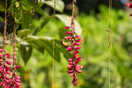 Sunbird is sucking honey from flower.の写真素材