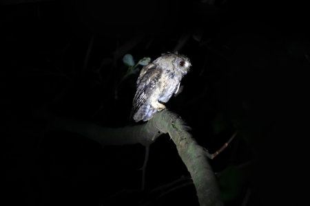 Owl sitting on a tree branch in night.の写真素材