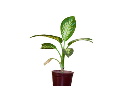 Plants in wooden vat isolated on white backgroundの写真素材