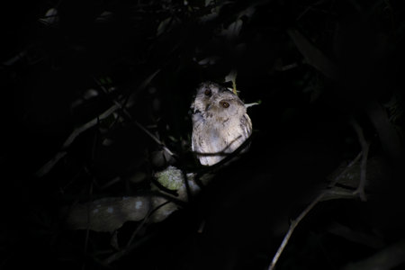 Owl sitting on a tree branch in night.の写真素材