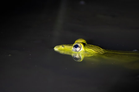 A Indian green frog floating on water of a pond in night.
