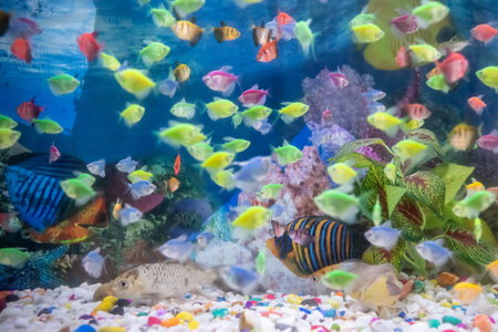 Too many colourful fish in under waterの写真素材