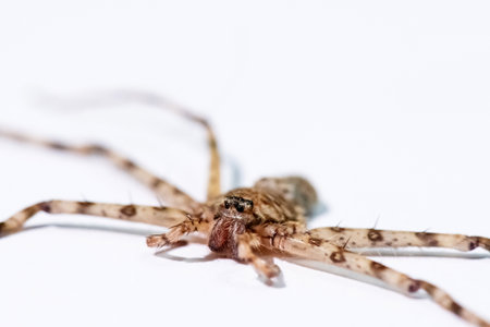 Close-up of spider isolated on white backgroundの写真素材