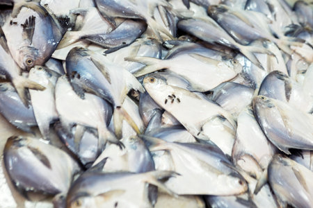 Frozen Pomfret fish stuck together in a fish marketの写真素材