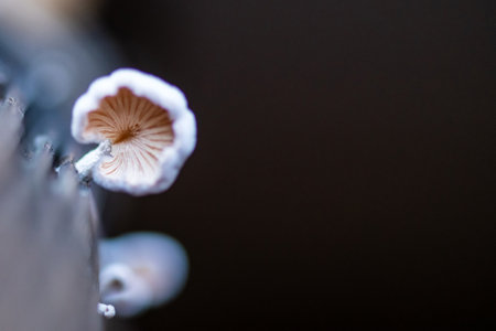 Mushroom growing on grey backgroundの写真素材