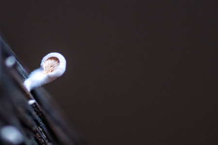 Mushroom is growing on isolated grey backgroundの写真素材