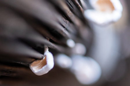 Mushroom is growing on isolated grey backgroundの写真素材