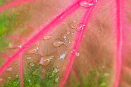 Shiny water drops on croton leavesの写真素材