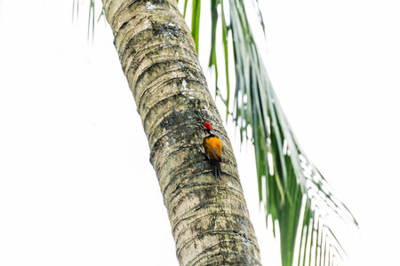 Woodpecker on coconut tree pecking tree trunkの写真素材