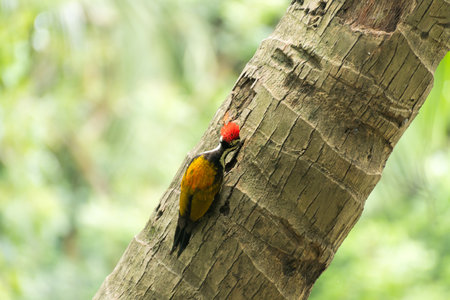 Woodpecker on coconut tree pecking tree trunkの写真素材