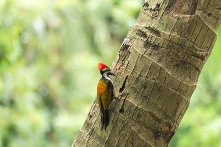 Woodpecker on coconut tree pecking tree trunkの写真素材