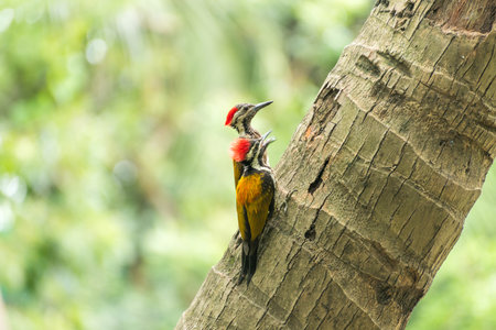 Woodpecker on coconut tree pecking tree trunkの写真素材