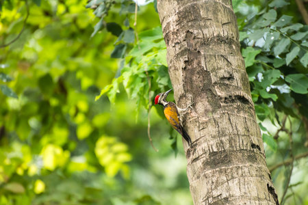 Woodpecker on coconut tree pecking tree trunkの写真素材