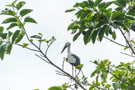 Asian open bill is sitting on isolated tree branchの写真素材