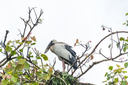 Asian open bill is sitting on isolated tree branchの写真素材