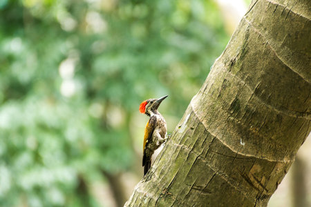 Woodpecker on coconut tree pecking tree trunkの写真素材