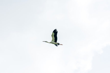 Asian openbill is flying on isolated blue skyの写真素材