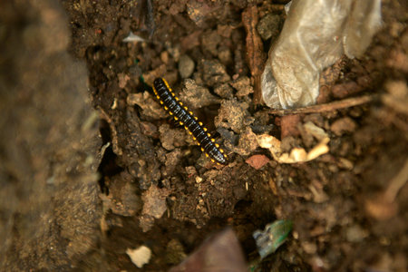 Harpaphe haydeniana or yellow spotted millipede walking on the dirty ground.の写真素材