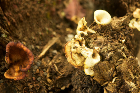 Grebe Mushroom old tree trunkの写真素材