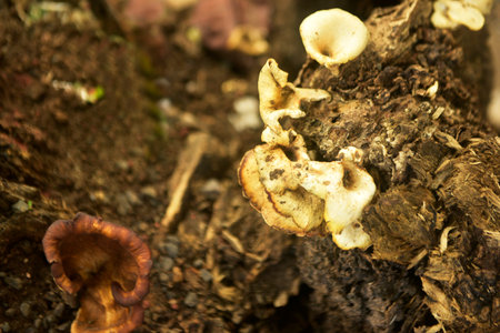 Mushroom old dead tree trunkの写真素材