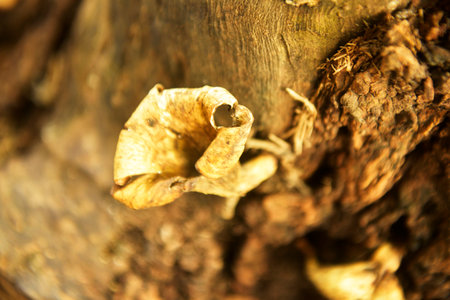 Grebe Mushroom old tree trunkの写真素材