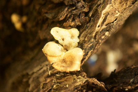 Mushroom old tree trunkの写真素材