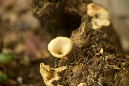 Grebe Mushroom old tree trunkの写真素材