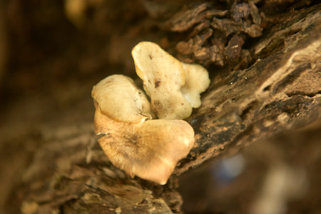 Grebe Mushroom old tree trunkの写真素材