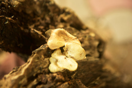 Grebe Mushroom old tree trunkの写真素材