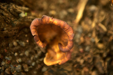 Grebe Mushroom old tree trunkの写真素材