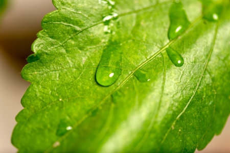 Water drop on fresh green leavesの写真素材