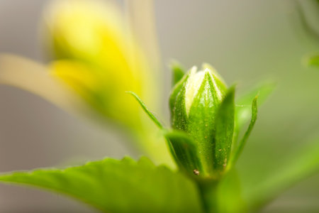 Close-up of flower bud on isolated backgroundの写真素材