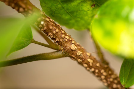 Close up of plant scaleの写真素材