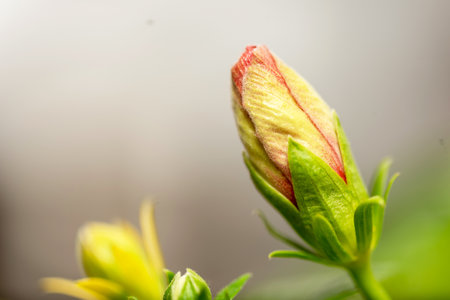 Close-up of flower bud on isolated backgroundの写真素材