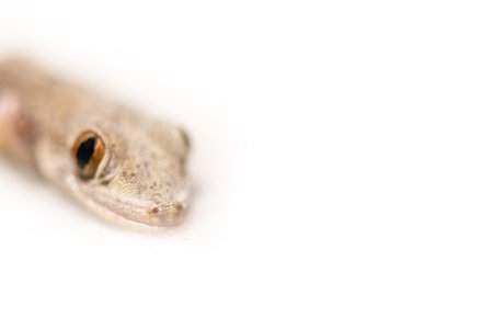 Common house lizard isolated on white backgroundの写真素材