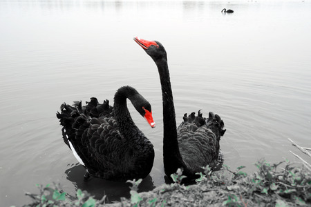 the animals of Baiyangdian Lakeの写真素材