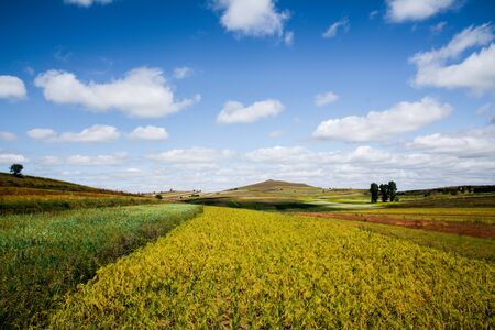 The grass along the creatの写真素材
