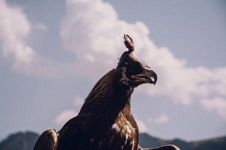 Golden Eagles and the white cloudの写真素材
