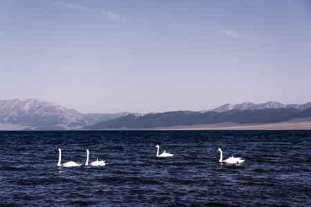 Lake with swansの写真素材